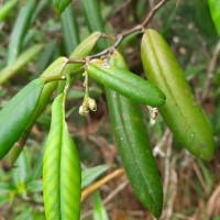 Schumacheria angustifolia Hook.f. & Thomson